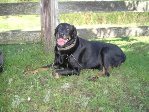 Caesar 1994-2004