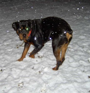 My First Snow!! 1-9-05