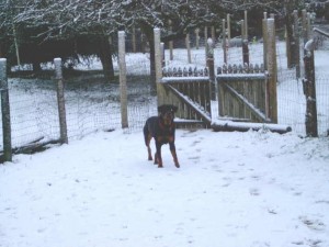 My First Snow!! 1-9-05